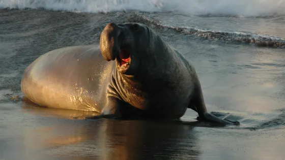 Friends Of The Elephant Seal