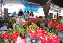 Hilo Farmers Market购物图片