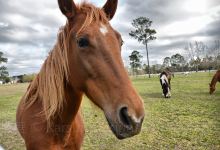 Dorset Heavy Horse Farm Park景点图片