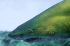 Texas State Aquarium-科珀斯克里斯蒂