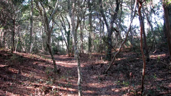 Theodore Roosevelt Area