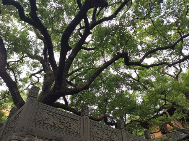 法雨寺