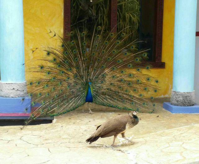 土著眼生態公園