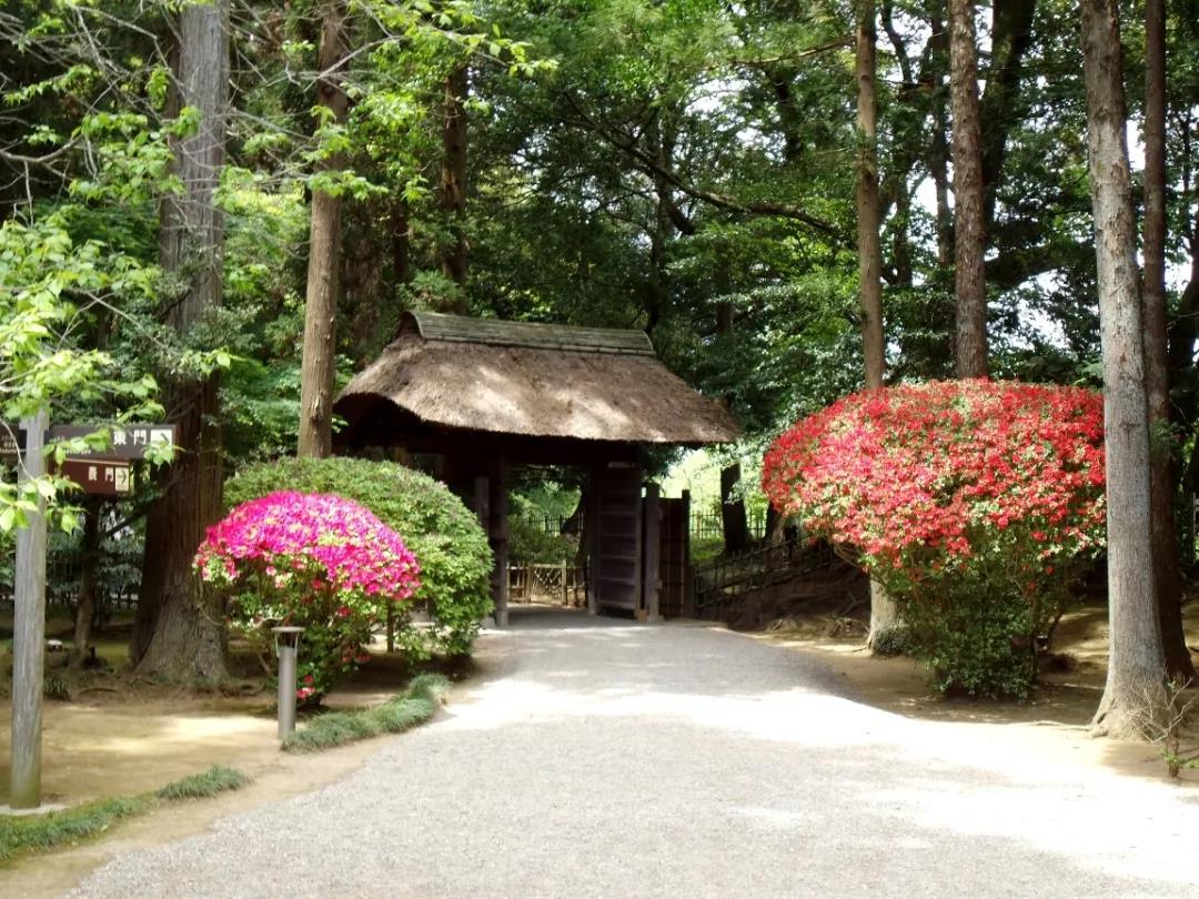 NO.5偕乐园  作为日本三大名园之一，是1842年由水户藩第九代藩主德川齐昭营造的回廊式庭园。园内
