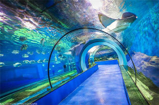 上午打卡海底世界，下午青岛奥帆出海体验，青岛一日游，不虚此行！