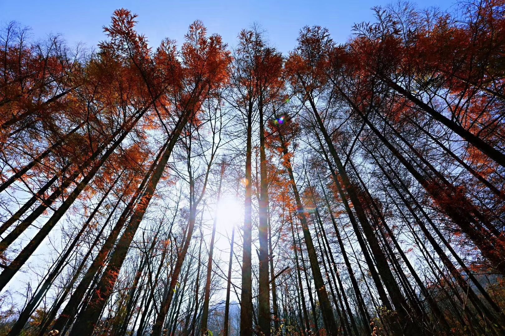 宜昌市土城白云山茶场