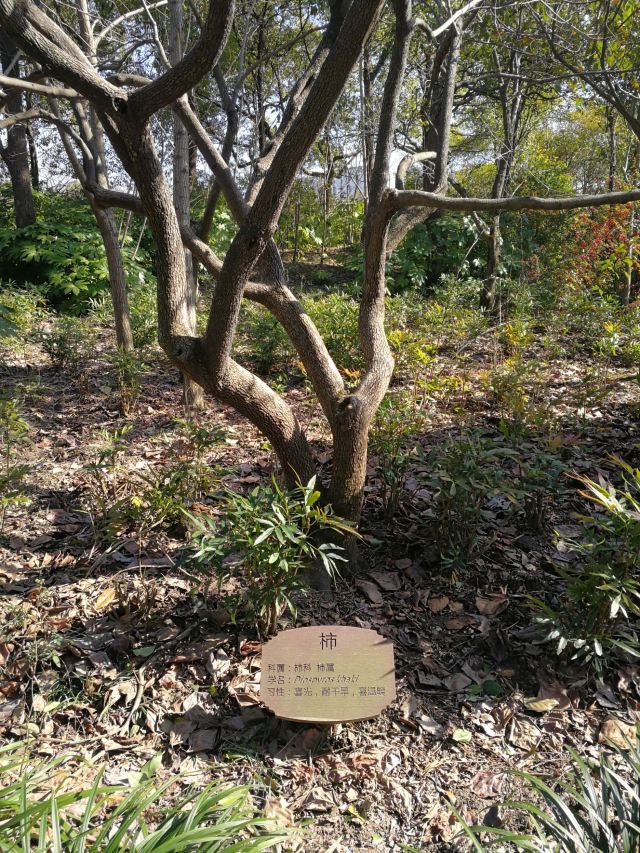 新江湾湿地生态观鸟拍鸟基地旅行图片 11