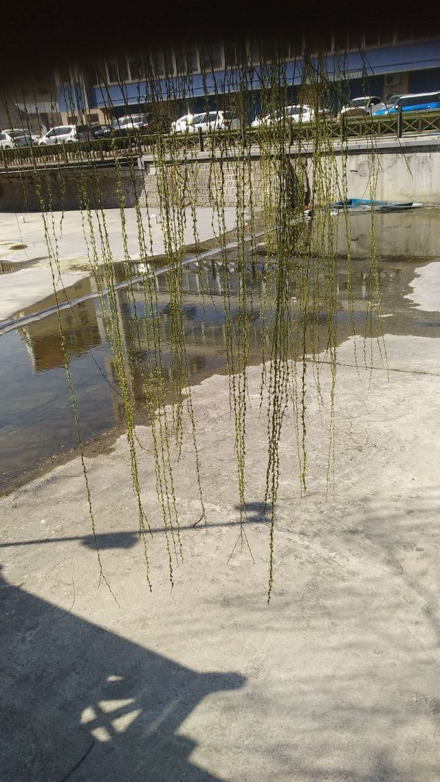 金水河公园旅行图片 1