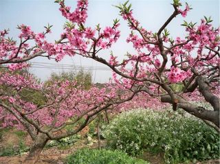 西宁周边游，闺蜜游——四月民和 桃花节