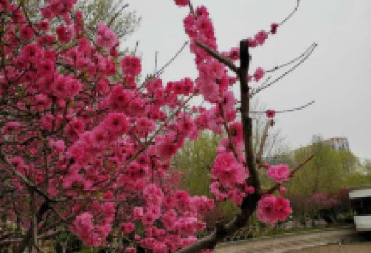 淄博人民公园景点图片