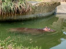 南昌动物园-南昌-YoYo_1J9B6H2Q