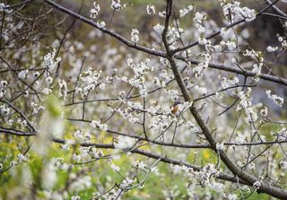 萝卜寨樱花全面开放！随手一拍就是大片……