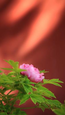 御花园-北京-天羽手杖