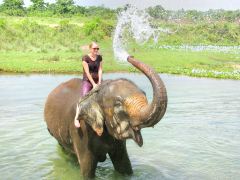 泰国清迈湄登大象营+坐牛车+兰花园+蓝庙一日游