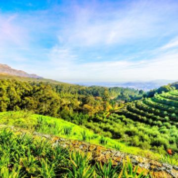 斯泰伦布什图片