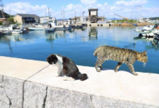 真锅岛景点图片