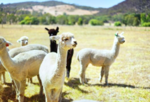 索芙特羊驼牧场景点图片