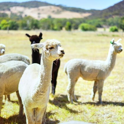 澳大利亚索芙特羊驼牧场+黛伦堡魔方一日游