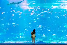 济州岛Aqua Planet水族馆-西归浦市-doris圈圈