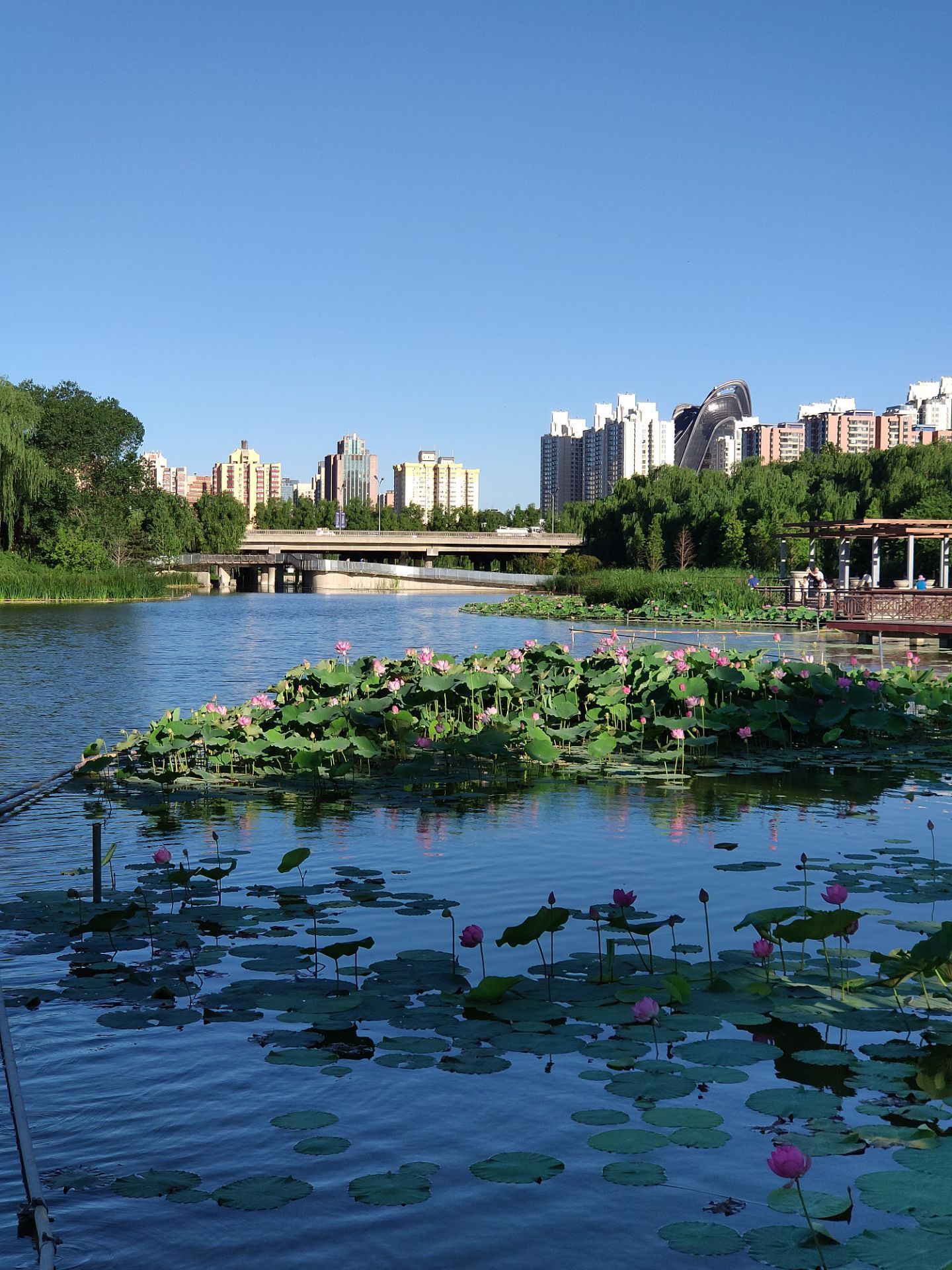 红领巾公园-植物观赏区