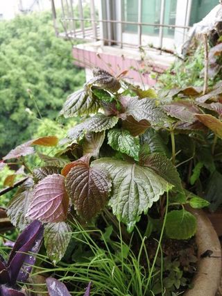 春天来了，酸咪草都开了，紫苏都种活了！