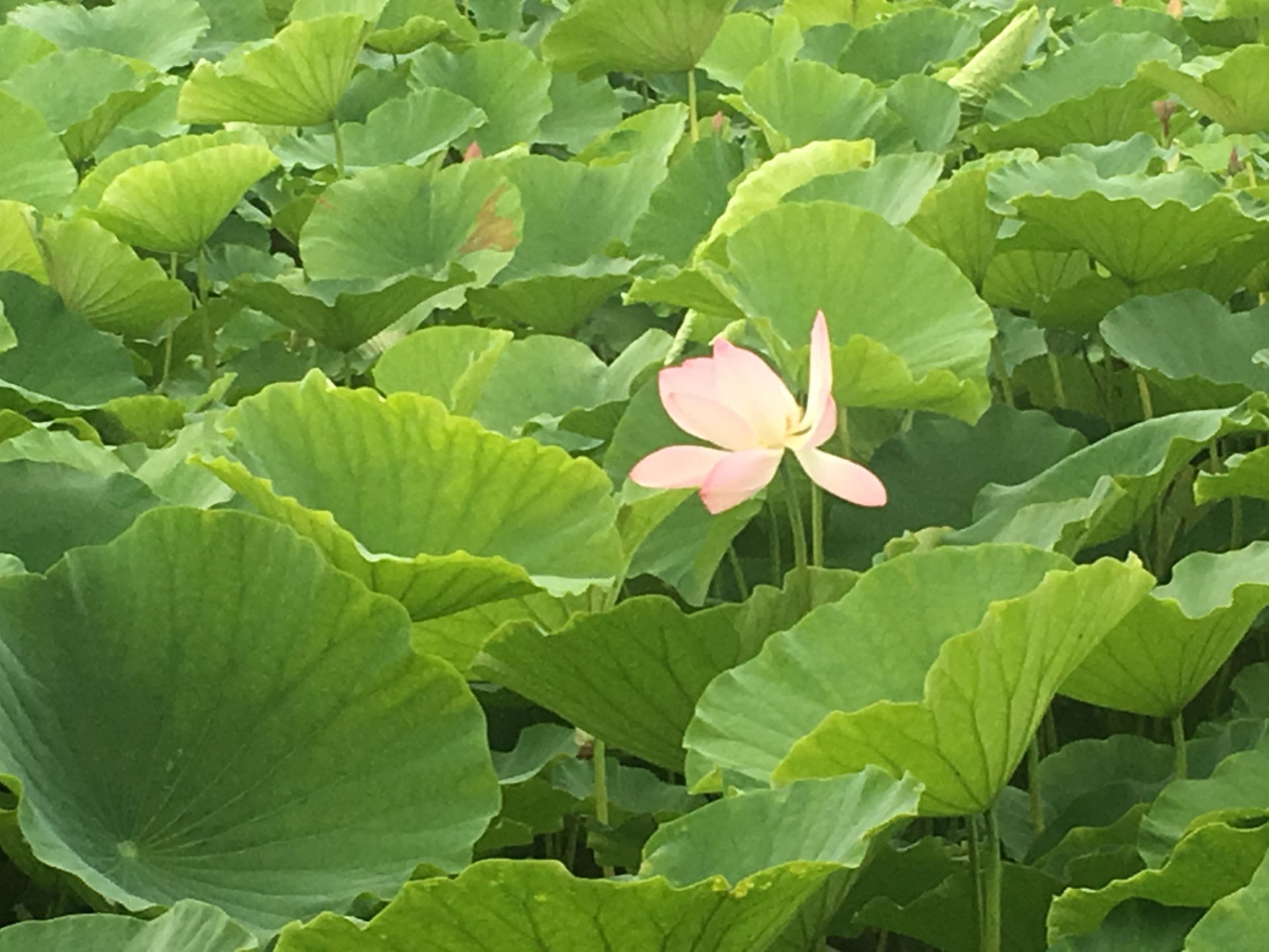 湘味轩生态餐厅(丹凤县店)餐厅图片