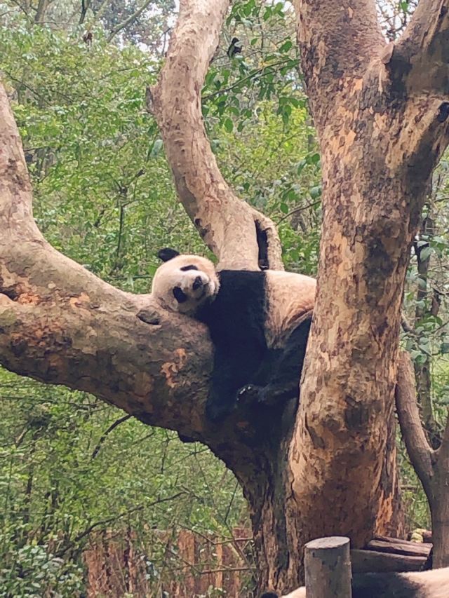 Chengdu Research Base of Giant Panda Breeding