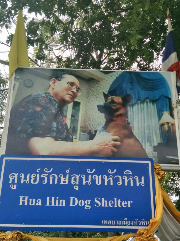 huahin Dog shelter