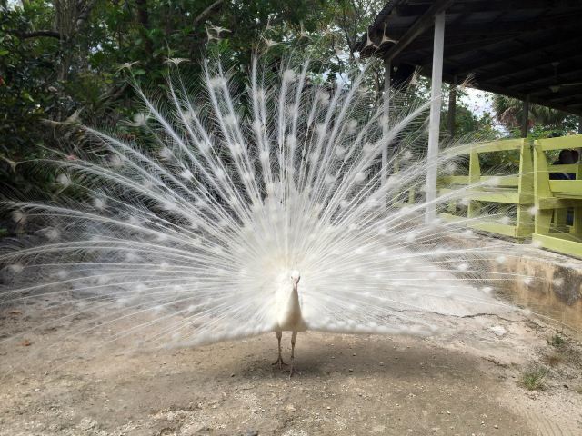 Ardastra Gardens, Zoo and Conservation Center