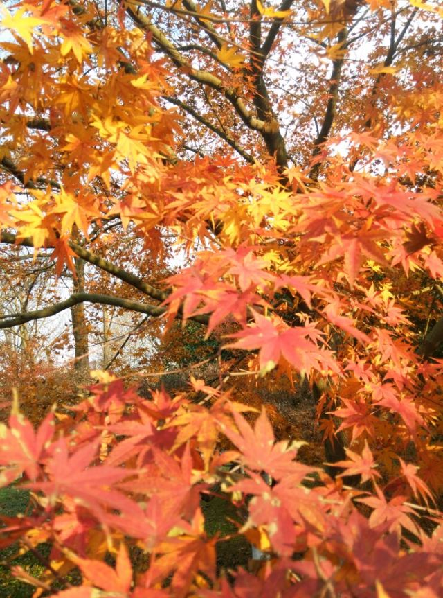Yushan Park