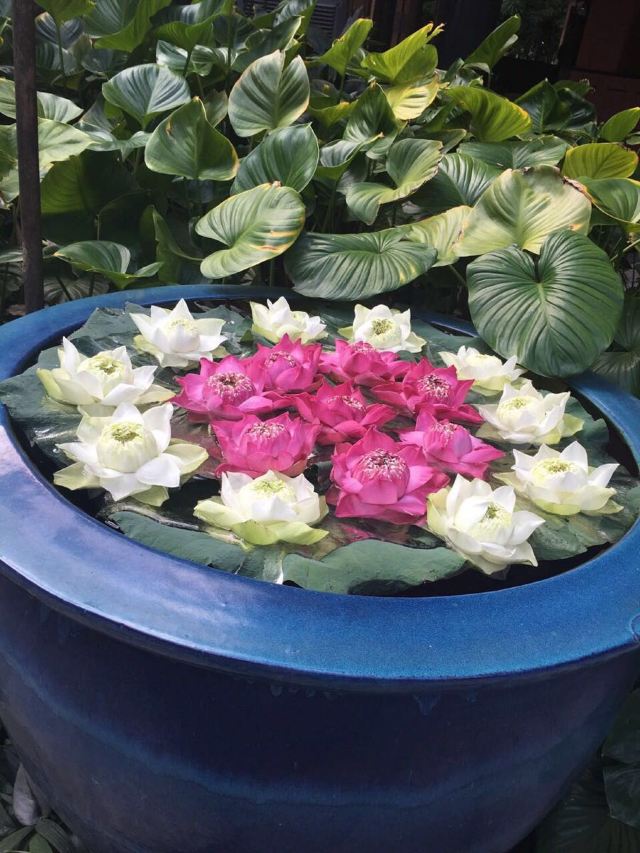 Jim Thompson House