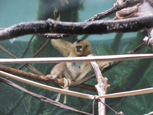 Lincoln Park Zoo