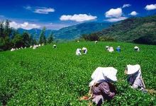 高台观光茶园购物图片