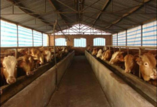 张三营大牲畜皮毛交易市场购物图片