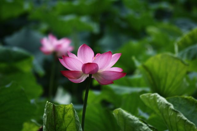 西湖