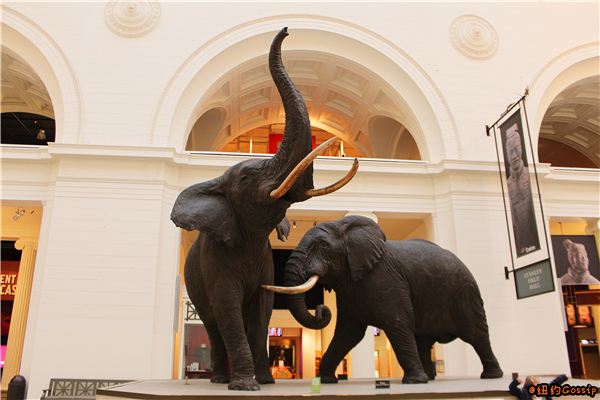 The Field Museum