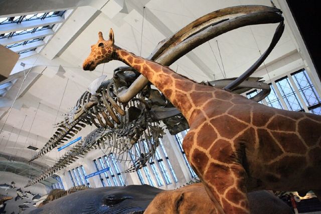 Natural History Museum