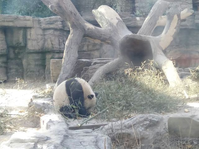 Beijing Zoo
