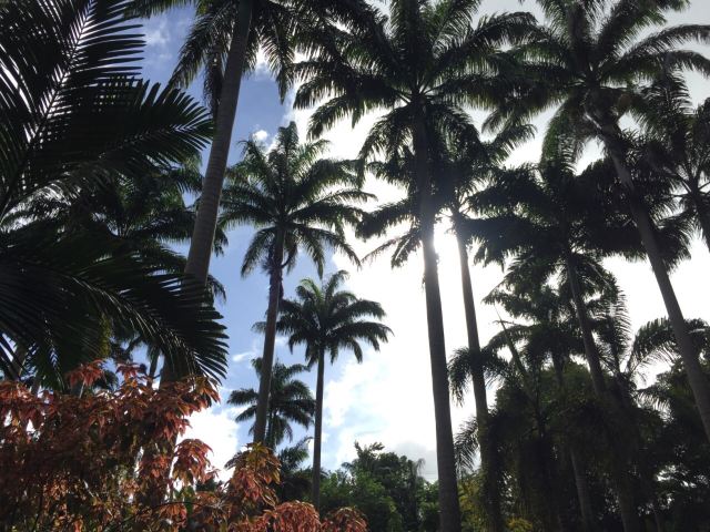 Hunte's Gardens