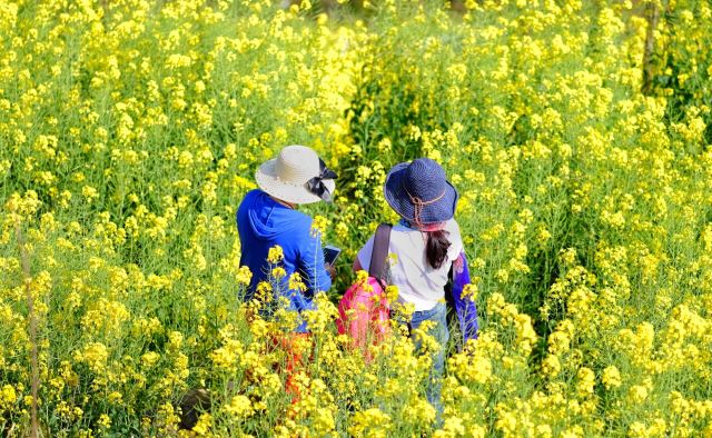 Luoping Canola Flower Ocean