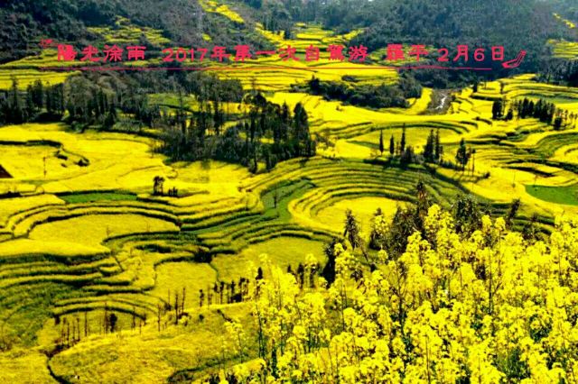 Luoping Canola Flower Ocean