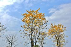 剑英公园-梅州-懟懟