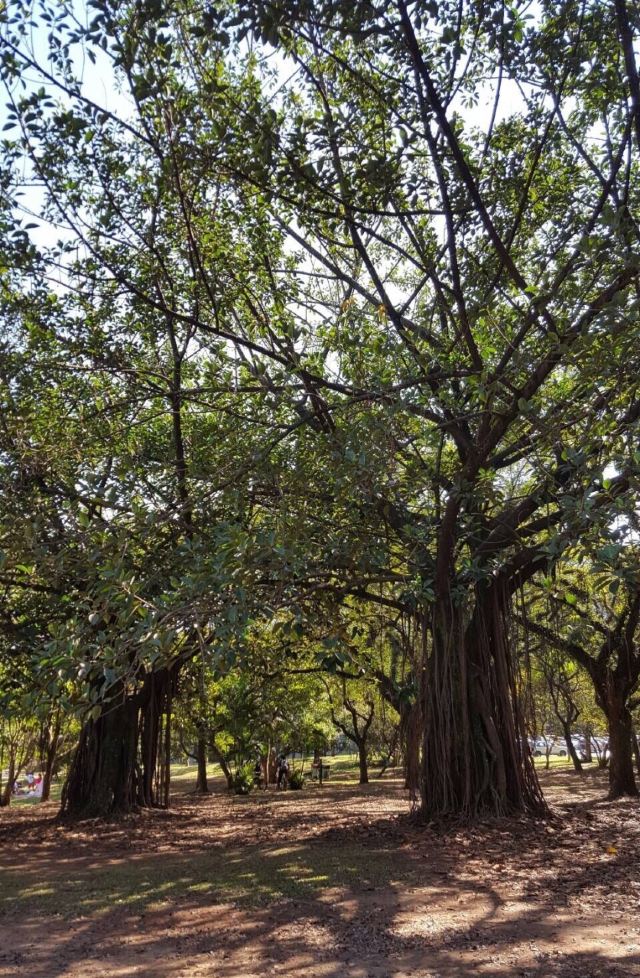 Ibirapuera Park
