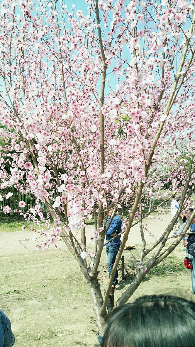 려원