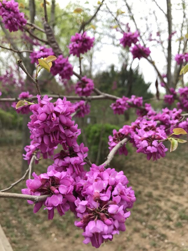 취안청공원