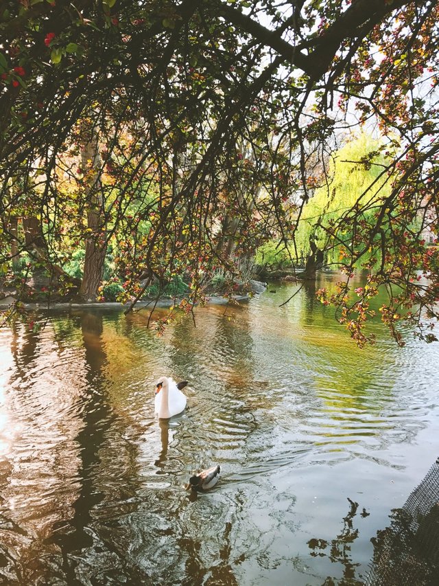 威斯敏斯特修道院，作為皇家公園之一，st. james park 有600多種野生植物和幾十種飛禽，