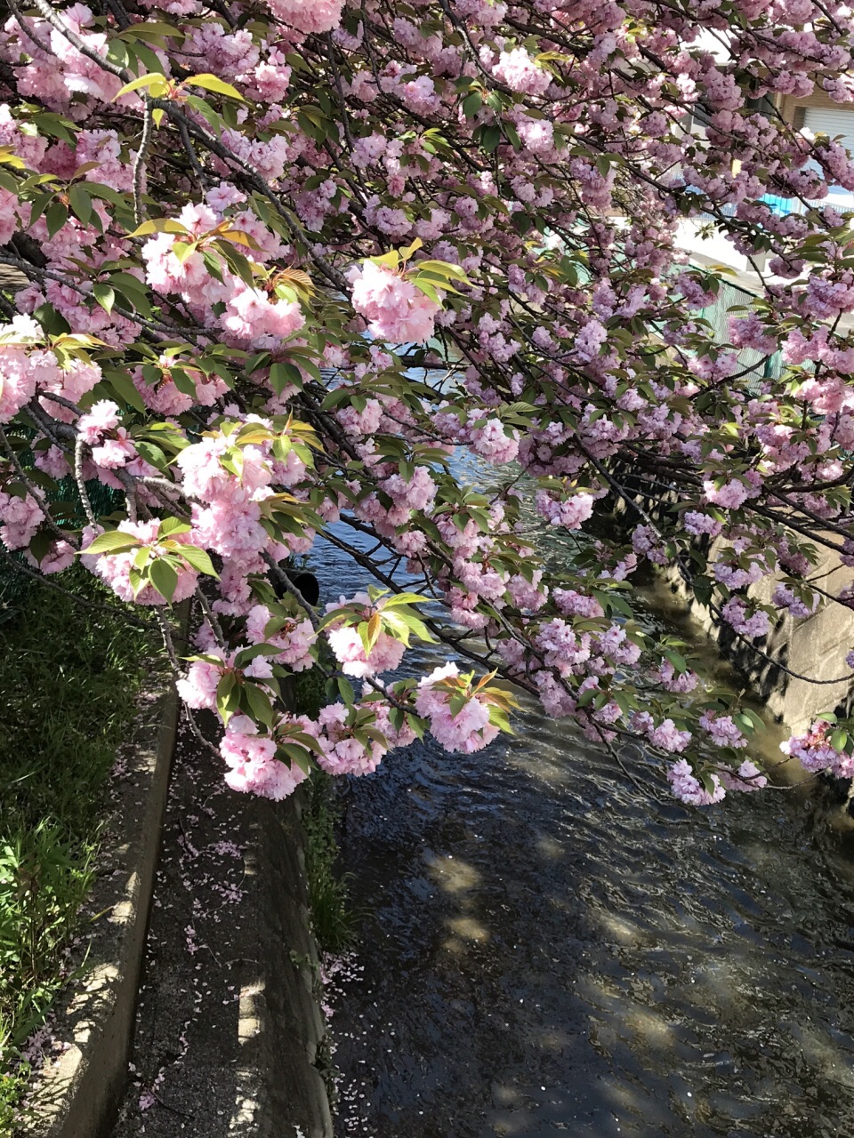 樱花🌸已开始谢了，🦆可以准备北归了