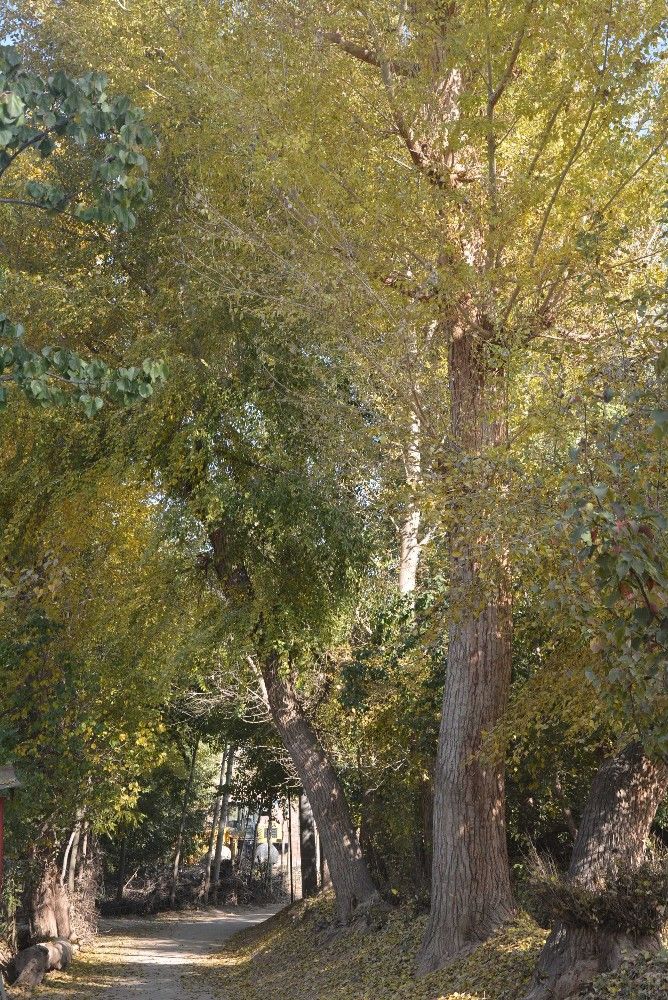 村口的杨树，充满秋意
