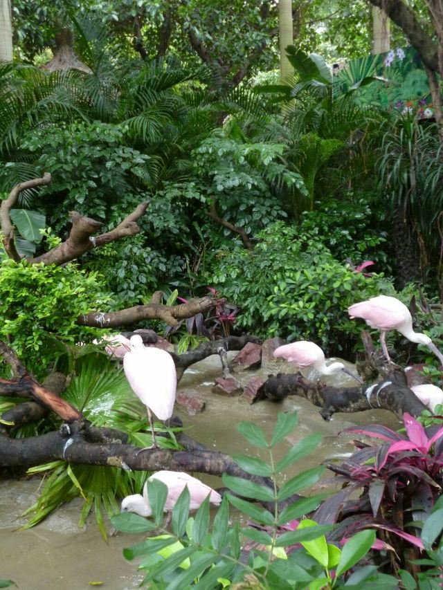 Chimelong Bird Park