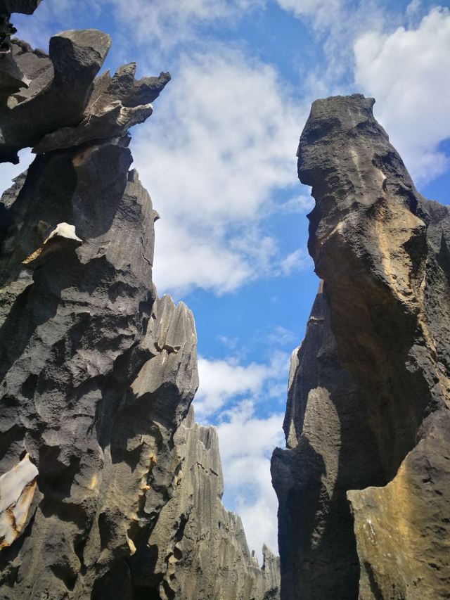 Stone Forest